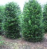 Taxus baccata